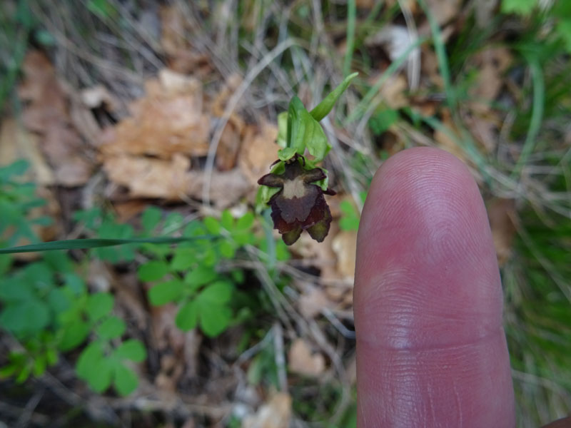 Lusus ? aberrazione ?....lusus di Ophrys insectifera